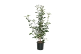 Glanzmispel – Photinia fr. Red Robin 100